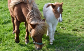 Sophies Ponys
